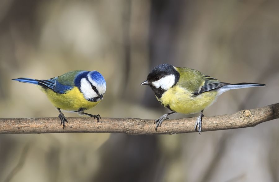 Titmice